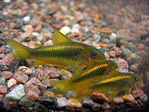 Corydoras sp. CW010.jpg