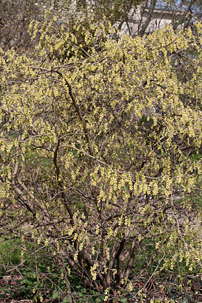 Kuvan kuvaus Corylopsis glabrescens - bloom.jpg.
