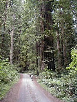 Costal Redwood.jpg