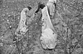 Ben Shahn. Cotton pickers, Pulaski County, Arkansas. October 1935.