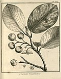 Courimari guianensis Aublet 1775 pl 384.jpg