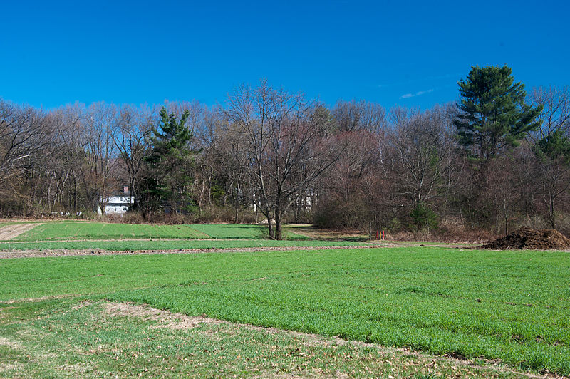 File:Cover crops in the spring (7010677493).jpg