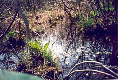 How to get to Cowles Bog with public transit - About the place