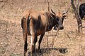 Cows in Zambia 17.jpg