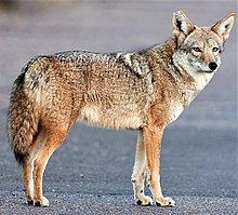 Coyote, Cave Creek, Arizona (50953666772).jpg