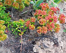 Crassula glomerata - Langebaan 2.jpg