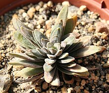 Crassula hirta.jpg