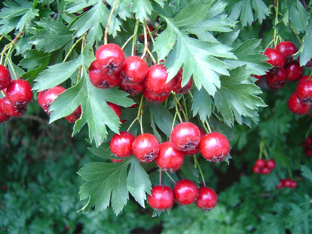 Crataegus ambigua - Wikipedia