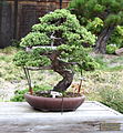 A Creeping Juniper (Juniperus chinensis var. procumbens) in the informal upright style, bonsai 204 of the Golden State Bonsai Federation Collection North in Oakland, California (now called the GSBF Bonsai Garden at Lake Merritt). It was donated by Maz Muriguchi. Camera location 37° 48′ 22.32″ N, 122° 15′ 28.44″ W  View all coordinates using: OpenStreetMap