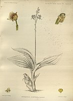 plate 27 Crepidium josephianum