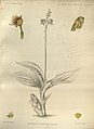 Crepidium josephianum (as syn. Microstylis josephiana) plate 27 in: G.King & R.Pantling: The Orchids of the Sikkim-Himalaya Calcutta (1898)