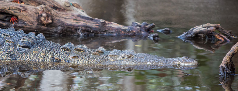 Crocodylus acutus (American Crocodile)