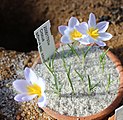 Crocus biflorus subsp. adamiiBotanischer Garten München-Nymphenburg