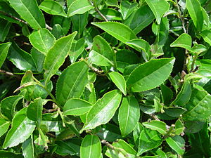 Español: Closeup of leaves of tea plant Camell...