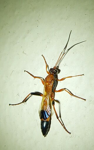 <i>Ctenochares bicolorus</i> Species of wasp