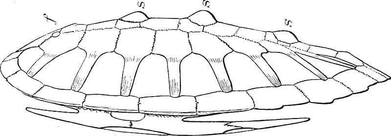 File:Ctenochelys stenoporus carapace and plastron.jpg