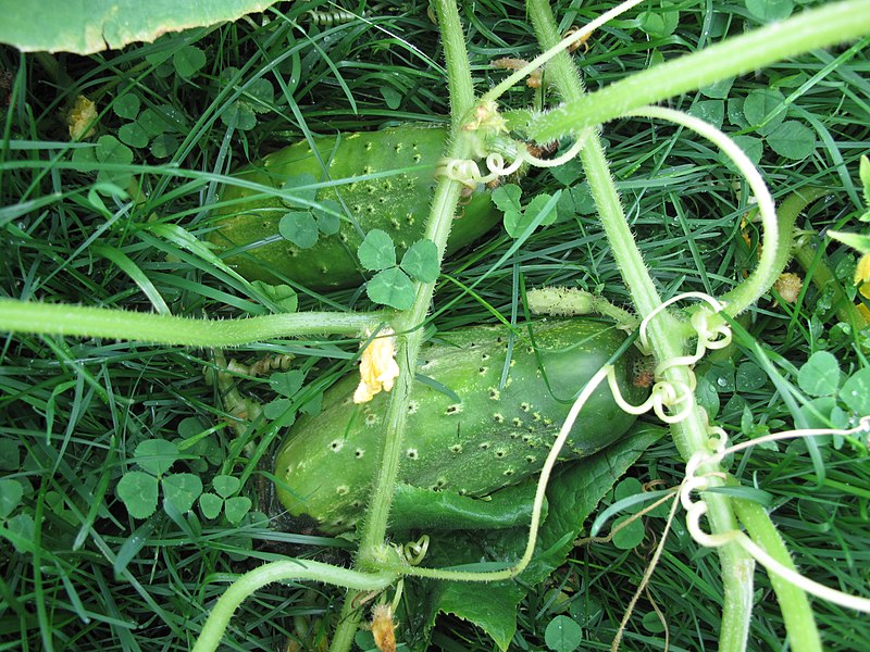 File:Cucumis sativus 15-p.bot-cucu.sati-07.jpg