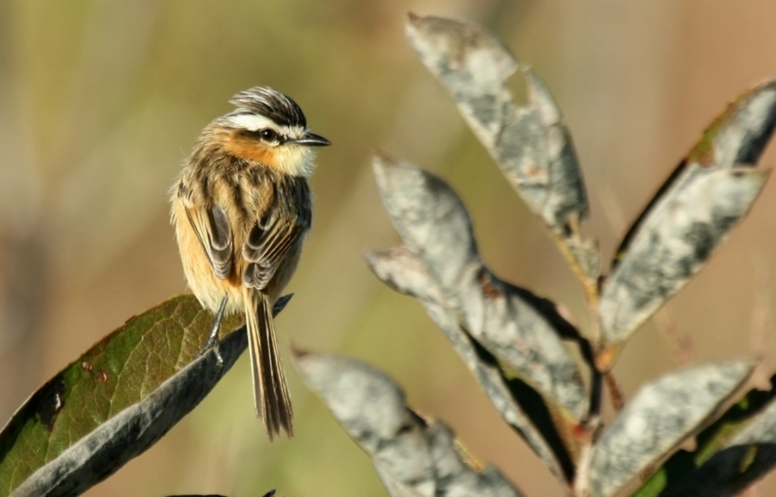 Tiranet cuaesmolat