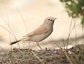 Thumbnail for African desert warbler