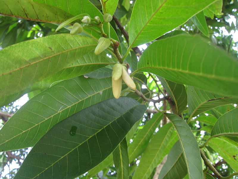 പ്രമാണം:Custard Apple - ആത്ത 011.JPG