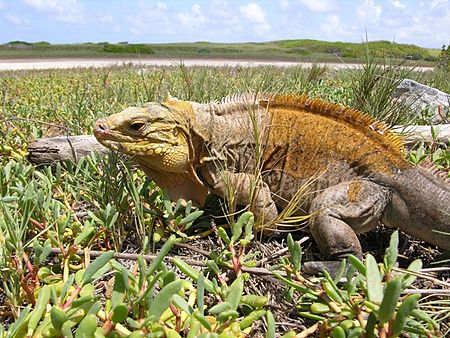 Tập_tin:Cyclura_rileyi_rileyi_Low_Cay_2004_c_W_K_Hayes.JPG