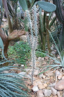 Cylindropuntia molesta (Opuntia molesta) - Botanischer Garten, Dresden, Jerman - DSC08871.JPG