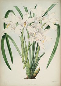 plate 27 Cymbidium eburneum