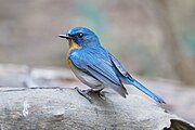 männlicher Braunbrust-Blauschnäpper (Cyornis tickelliae)