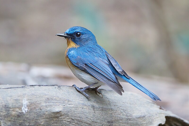 File:Cyornis sumatrensis, male - Kaeng Krachan, Thailand 1.jpg