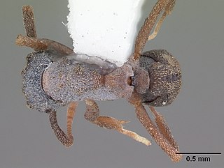 <i>Cyphomyrmex rimosus</i> species of insect