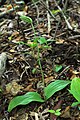 Cypripedium acaule