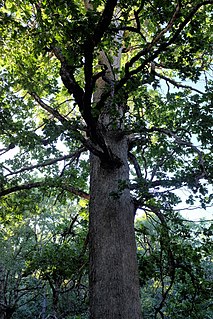 <i>Quercus vulcanica</i> Species of plant in the family Fagaceae