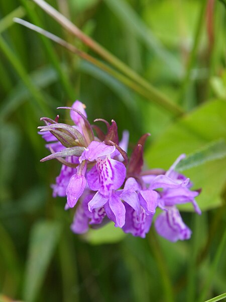 File:Dactylorhiza majalis in de Weerribben.jpg