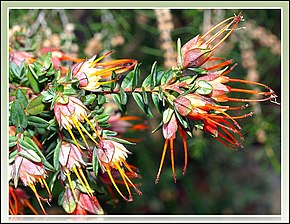 Descrierea imaginii Darwinia citriodora 1.jpg.