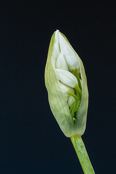 File:Daslook. Allium ursinum, zwellende bloemknop. 18-04-2022 (actm.) 01.jpg