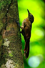 Thumbnail for Little long-tailed woodcreeper