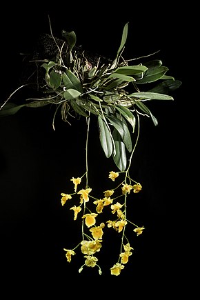 Описание изображения Dendrobium lindleyi Steud., Nomencl.  Бот., Под ред.  2, 1490 (1840) (50734979217) .jpg.