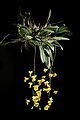 Dendrobium lindleyi