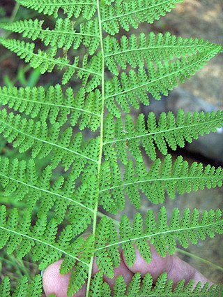 <i>Dennstaedtia bipinnata</i> Species of fern