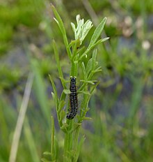 Larva of the moth Depressaria daucella on tubular water-dropwort leaves at Seasalter Levels RSPB reserve, Kent Depressaria daucella on Oenanthe fistulosa.jpg