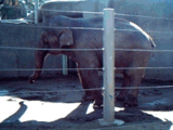 Stereotypic behavior of an Asian Elephant at San Diego Zoo