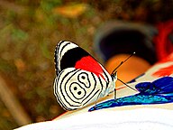 State Butterfly of Colombia