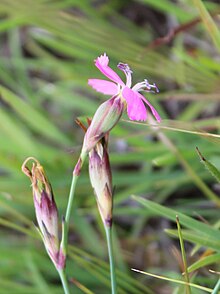 Dianthus basuticus - Eastern Cape 1 - Copy.jpg