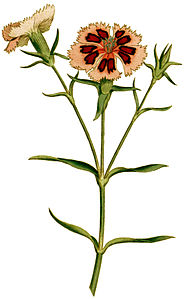 Plate 25 Dianthus chinensis