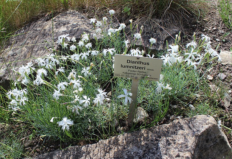 File:Dianthus lumnitzeri BotGardBln 20170610 E.jpg