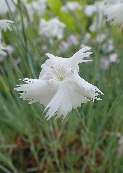 File:Dianthus turkestanicus kz04.jpg