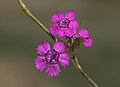 * Nomination Rock/Ringed Pink Carnation (Dianthus zonatus). Adana, Turkey. --Zcebeci 11:11, 29 September 2016 (UTC) * Promotion  Support DOF is marginal, but IMHO, acceptable. QI for me. --C messier 11:48, 2 October 2016 (UTC)