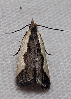 <i>Dichomeris aleatrix</i> Species of moth