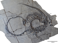 Dinocephalosaurus (IVPP V20295).png