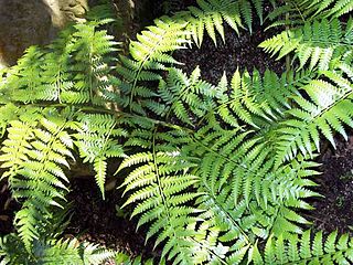 <i>Diplazium melanochlamys</i> Species of fern